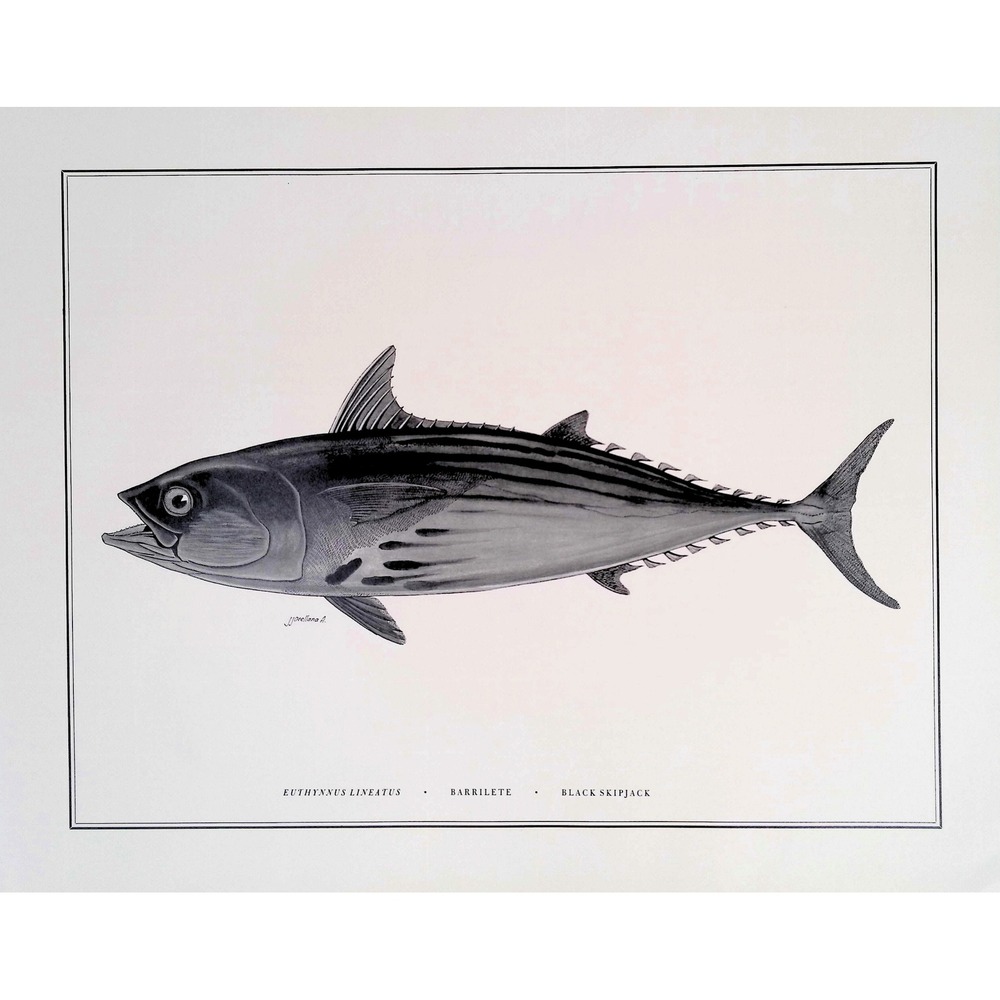 1985 Black Skipjack Fish Wall Art Print J Orellana Vintage Book Plate 11x14